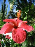 Filippine - Marinduque - 19